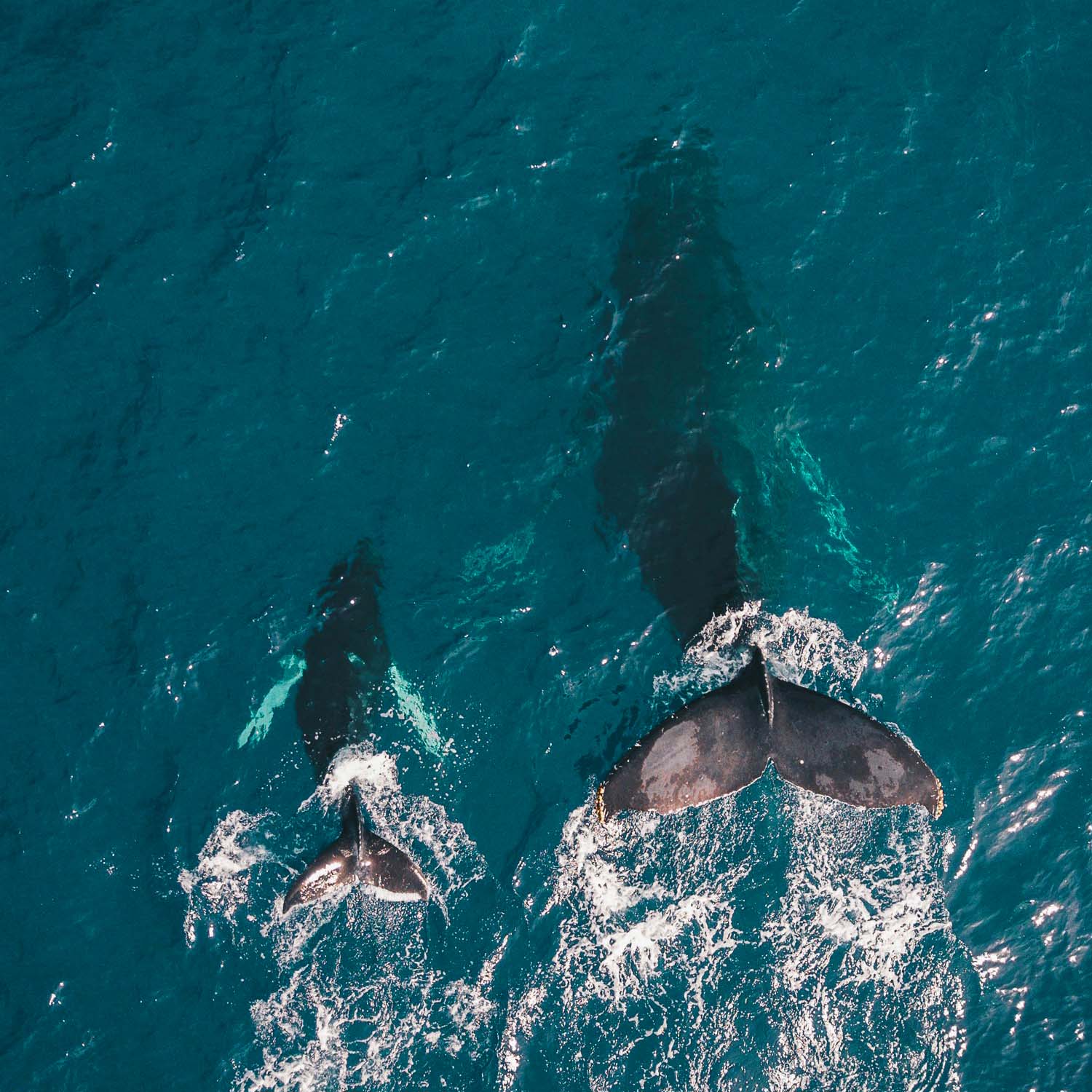 whales together